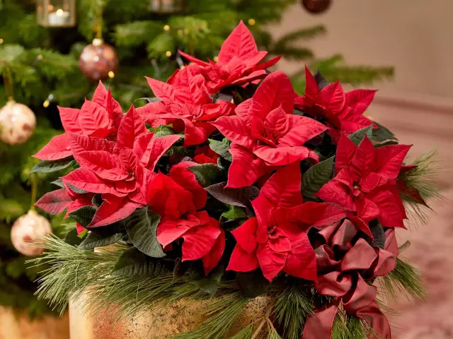 Czy gwiazda betlejemska uczula? Sprawdź ryzyko alergii i objawy