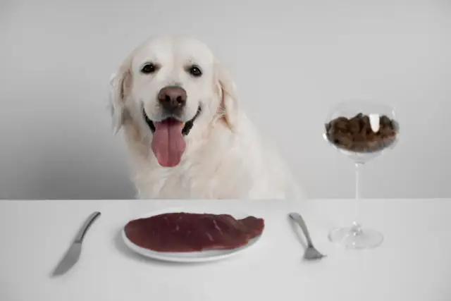 Uśmiechnięty pies rasy golden retriever czeka na posiłek. Na stole talerz z surowym mięsem i kieliszek z karmą, jakby przygotowanie do diety BARF.