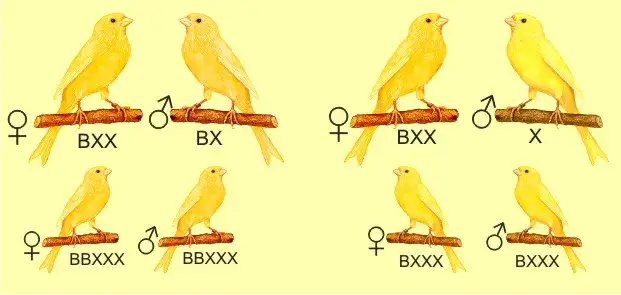 Kanarki: Poznaj ich barwy, rasy i jak rozpoznać zdrowego ptaka.