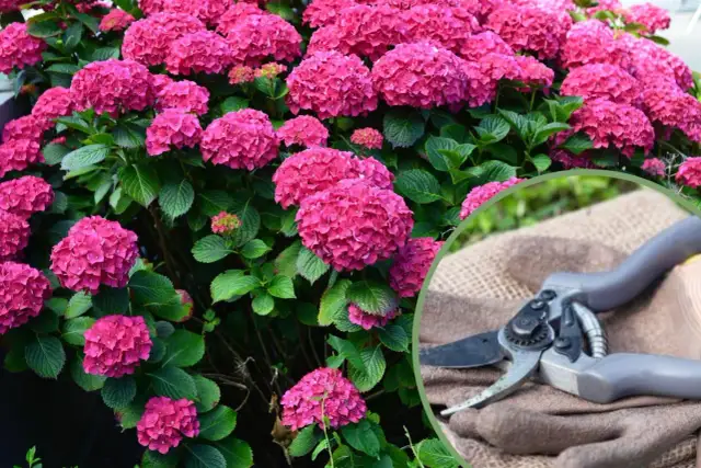 Jak odmłodzić hortensję ogrodową? Przywróć jej blask!
