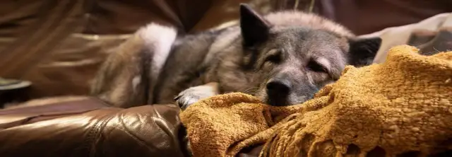 Eutanazja psa: Obowiązki weterynarza i Twoje kroki po stracie