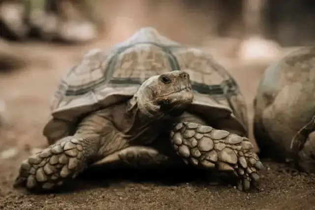 Co je żółw stepowy? Poznaj jego dietę i tajniki opieki