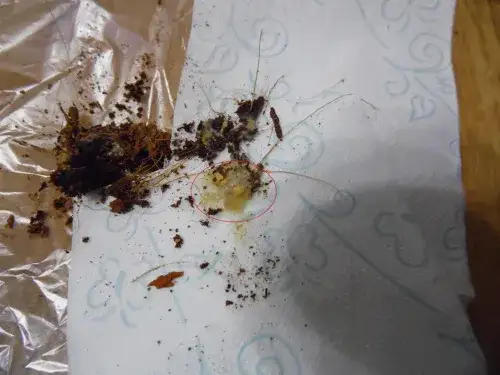 Jak wyglądają odchody węża? Rozpoznaj zdrowie i choroby gada!