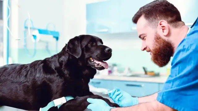 Szczepienie psa na wściekliznę: kiedy i jak? Przepisy i terminy