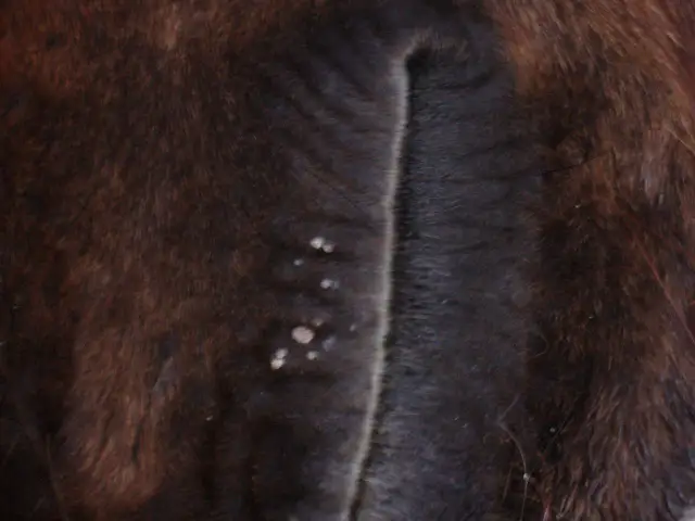 Widoczne są brodawki na ciemnej sierści konia, świadczące o brodawczycy.