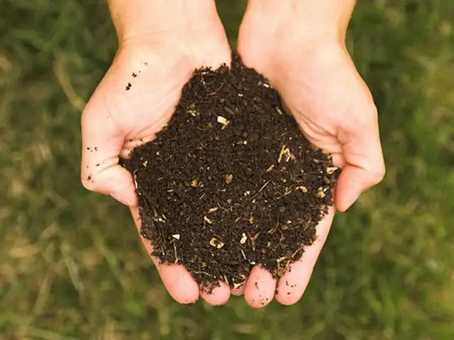 Kompost czy obornik: co lepsze dla Twojego ogrodu? Porównanie nawozów