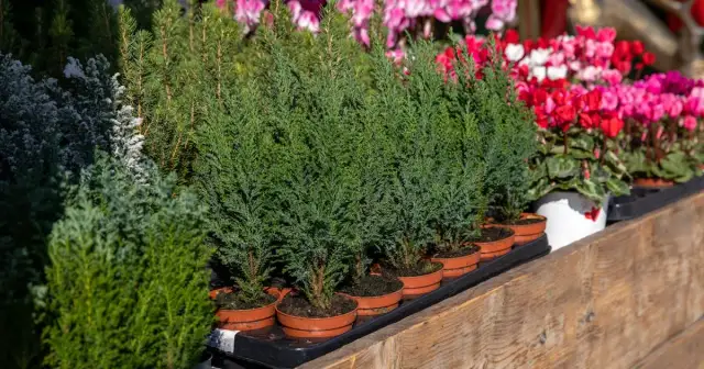 Cyprysik w doniczce czy jest trujący? Objawy zatrucia u zwierząt