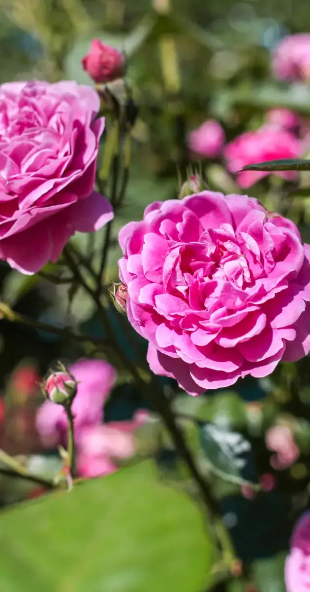 Jak dbać o róże w ogrodzie: 8 kluczowych wskazówek pielęgnacji