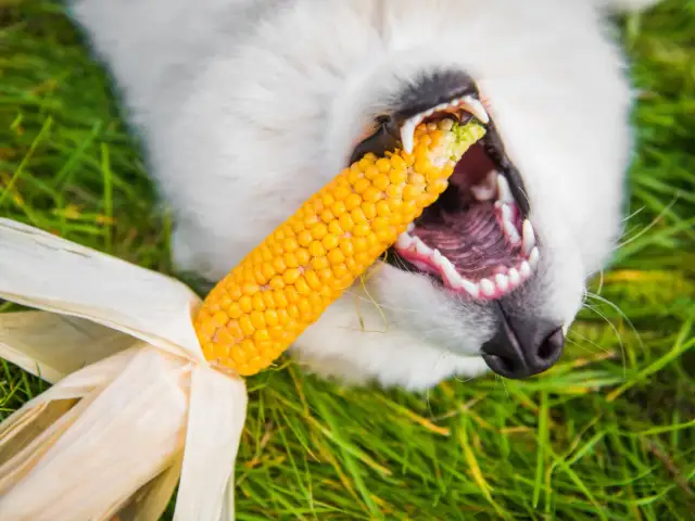 Czy pies może jeść kukurydzę - poznaj bezpieczne zasady karmienia pupila