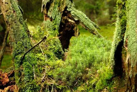 Rezerwat przyrody Borki - odkryj jego unikalne piękno i bioróżnorodność