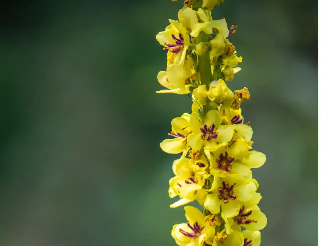 Kwiat dziewanny, z którego powstaje syrop, znany jest ze swoich właściwości łagodzących kaszel i problemy z drogami oddechowymi.