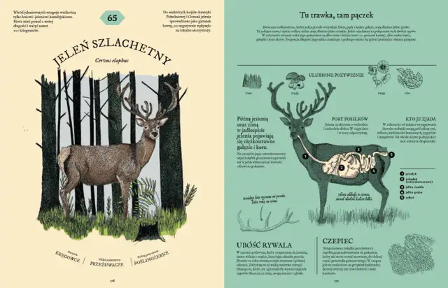 Jarzębina dla ptaków: Zbieraj bezpiecznie po przymrozkach! Poradnik