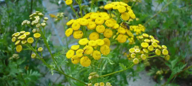 Chwasty o żółtych kwiatach: jak rozpoznać i skutecznie zwalczać?