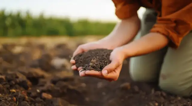 Co siać po burakach, aby poprawić plony i zdrowie gleby?