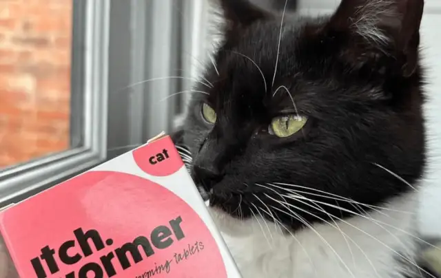 Odrobaczanie kota: Jak działa tabletka? Skuteczność i bezpieczeństwo