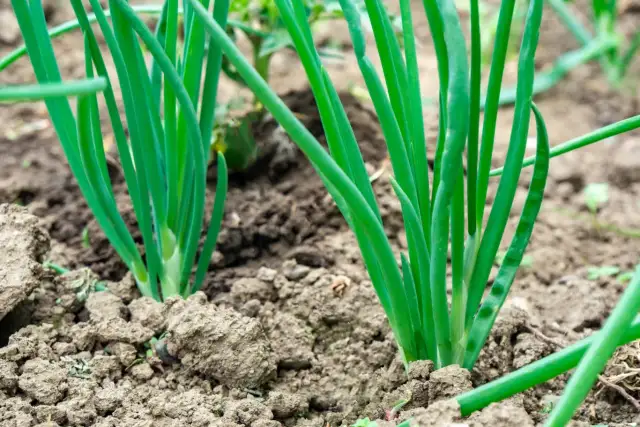 Kiedy sadzić dymkę? Wiosna vs. jesień klucz do obfitych plonów