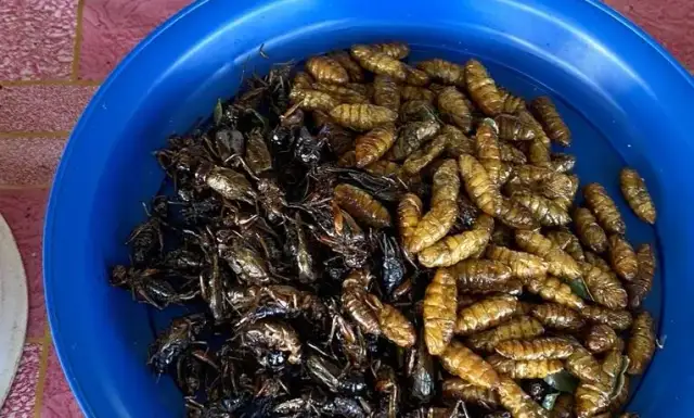 Czym się żywią owady? Odkryj różnorodność ich diet i zwyczajów