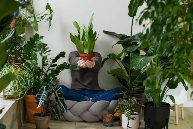 Osoba otoczona bujną zielenią roślin doniczkowych. To dowód, dlaczego warto hodować rośliny doniczkowe – tworzą domową oazę spokoju.