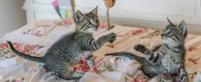 Jak opiekować się małym kotkiem bez matki - kluczowe wskazówki dla opiekunów