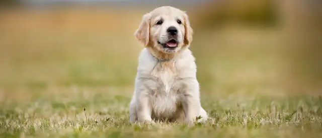 Od którego tygodnia można kąpać szczeniaka, aby uniknąć problemów zdrowotnych?