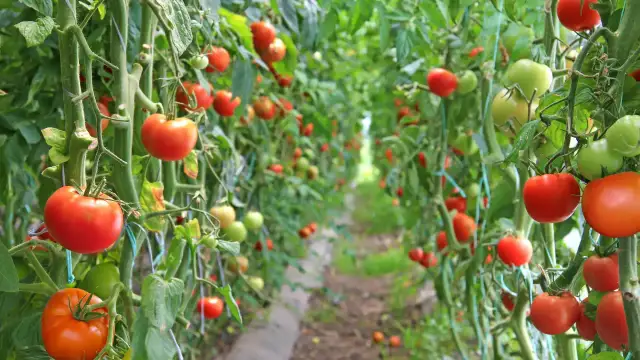 Kiedy sadzić pomidory w gruncie i pod osłonami? Sprawdź!