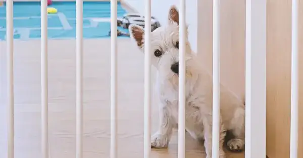 Jak nauczyć szczeniaka zostawać samemu w domu bez stresu i lęku