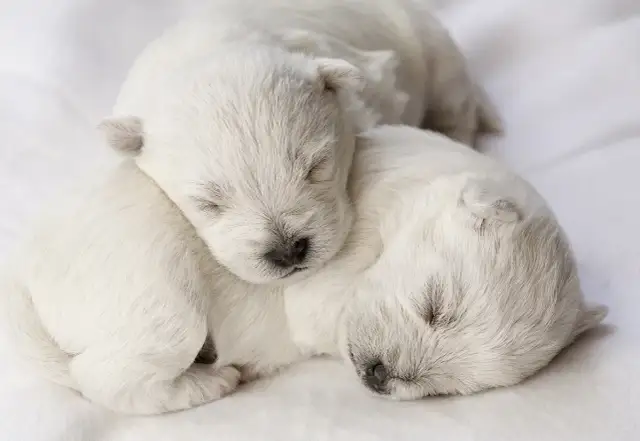 Harmonogram odrobaczania szczeniaka: Kiedy i dlaczego to ważne?