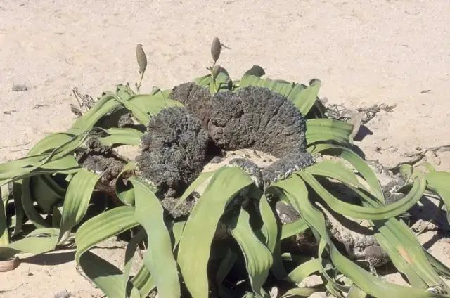 Jakie rośliny występują w Afryce? Niezwykła flora i jej tajemnice