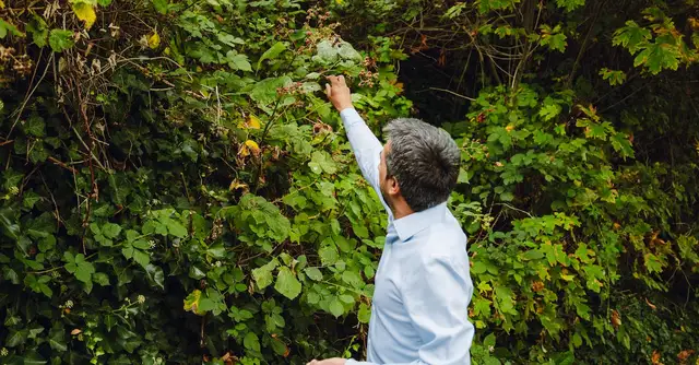  Ostróżka wieloletnia - Kup wysokiej jakości sadzonki online