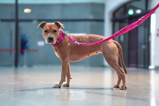 Brązowy piesek w różowej obroży i smyczy dla szczeniaka stoi na błyszczącej podłodze.