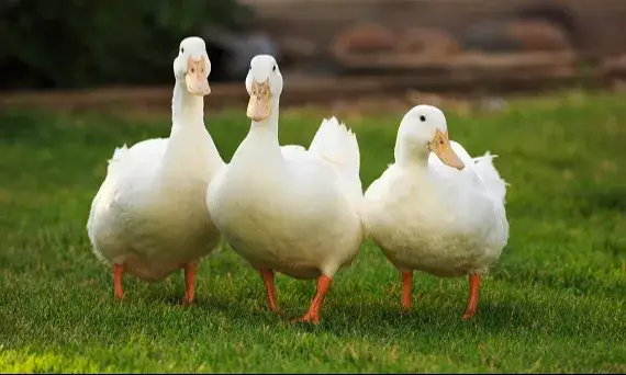 Kaczka: Czy jest zdrowa? Wartości odżywcze, korzyści i mity