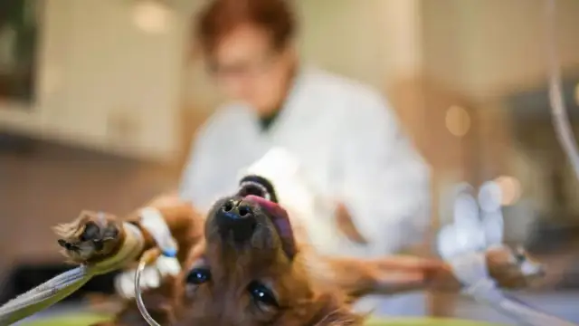 Weterynarz: Misja od leczenia zwierząt po zdrowie publiczne