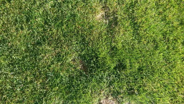 Kępy trawy? Ekspert radzi, jak odzyskać piękny trawnik!