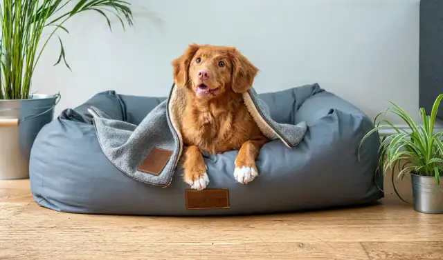 Jakie legowisko dla psa wybrać, aby zapewnić mu komfort i zdrowie?