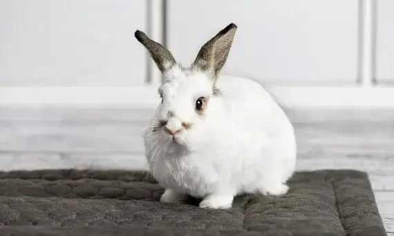 Czy królik to drób? Odkryj, co naprawdę oznacza ta klasyfikacja