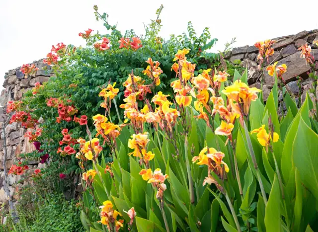 Sadzenie kanny: Kluczowe terminy i sekrety obfitego kwitnienia