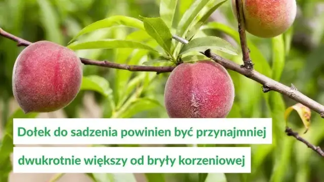 Brzoskwinie kiedy sadzić - uniknij błędów i zapewnij sukces w ogrodzie