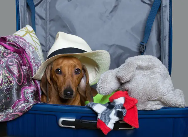 Paszport dla psa: Ile trwa? Zaskakujące 21 dni, nie wizyta!