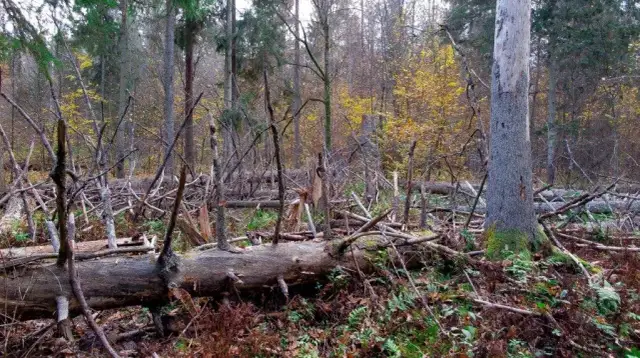 Jak zmieniła się szata roślinna - zaskakujące zmiany i ich skutki