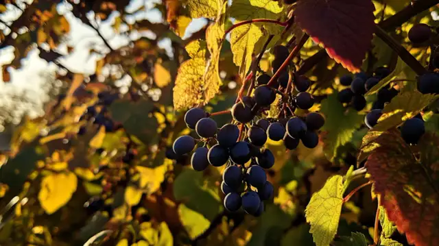 Sadzenie winogron: Wiosna czy jesień? Wybierz optymalny termin!