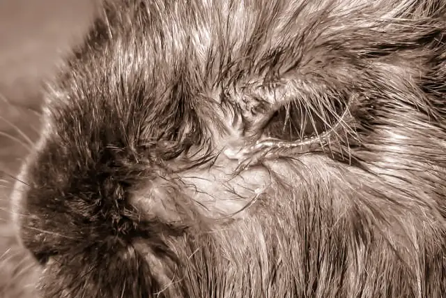 Zbliżenie na pyszczek królika z widocznym katarem, mokra sierść wokół nosa i oczu.