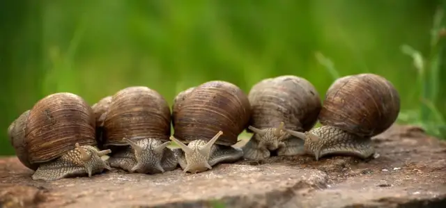 Jak wygląda hodowla ślimaków? Kluczowe kroki i najczęstsze błędy