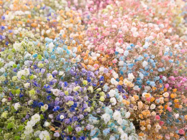 Kolorowa gipsówka po farbowaniu, tworząca tęczowy dywan kwiatów.