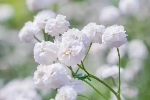 Gipsówka kiedy kwitnie? Odkryj najlepszy czas na kwitnienie tej rośliny