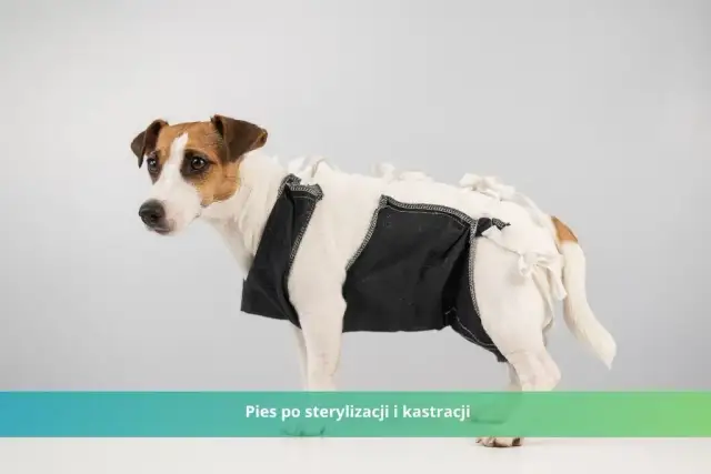 Jak długo goi się rana po kastracji psa? Proces gojenia i opieka
