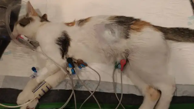 Kiedy kotka może zajść w ciążę? Od pierwszej rui do sterylizacji