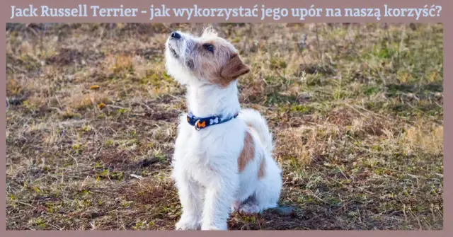 Jak wytresować Jack Russell Terriera? Praktyczny przewodnik krok po kroku