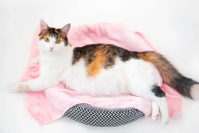 Ile czasu kotka chodzi w ciąży? Odkryj, co musisz wiedzieć!