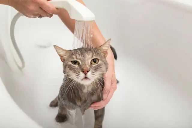 ¿Es bueno bañar a los gatos? Lo que debes saber para su bienestar