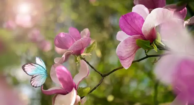 Jak długo kwitnie magnolia? Poznaj tajemnice jej kwitnienia